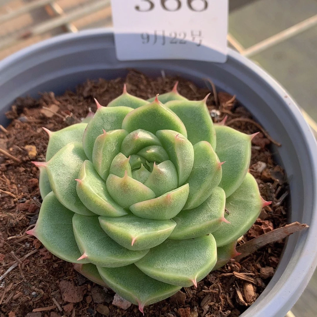 【闪购商品】云366号