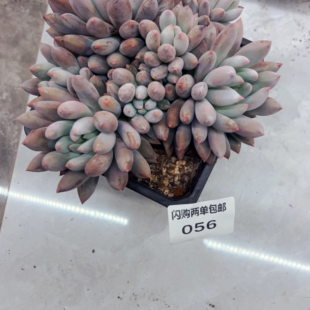核***黄多肉植物组合盆栽56
