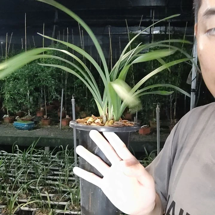 当前无花栽培后可以开花学林荷