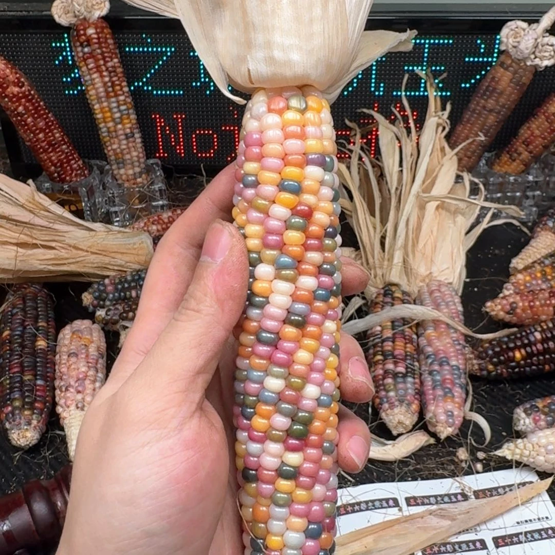 柏香籽/百香籽吊坠克***贝