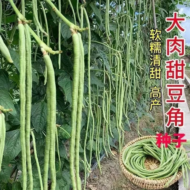 【全店满6包包邮】大肉甜豆角种子