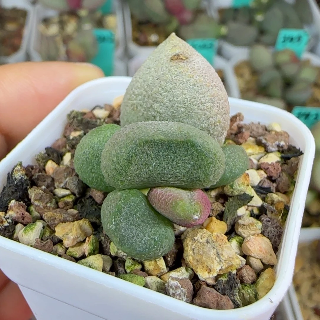 实生叶插，四方盆发