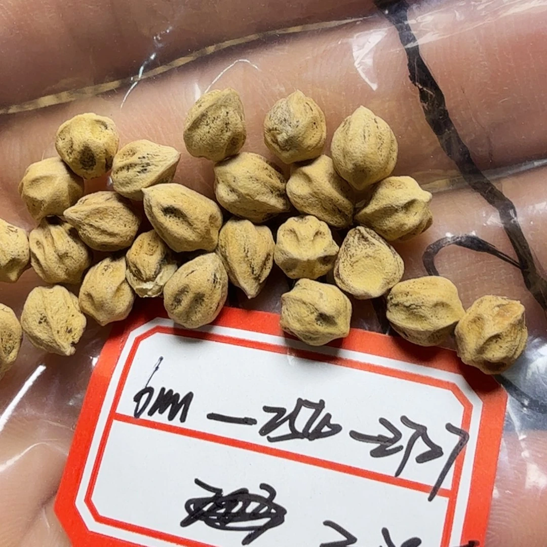 吊坠柏香籽/百香籽