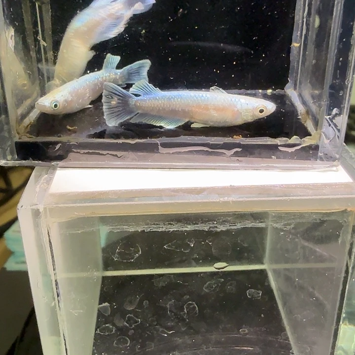 青鳉鱼一物一拍751