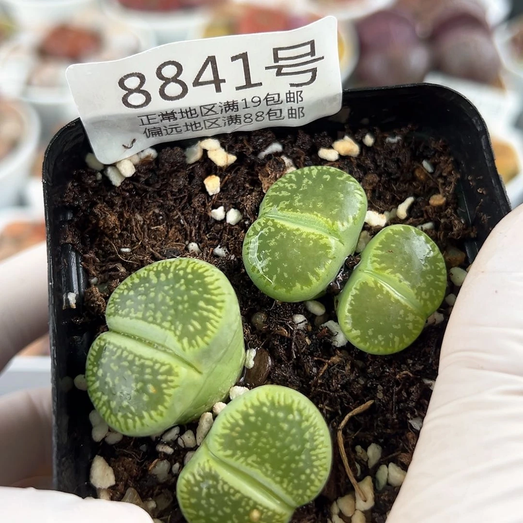 好养易活生石花大母本8841