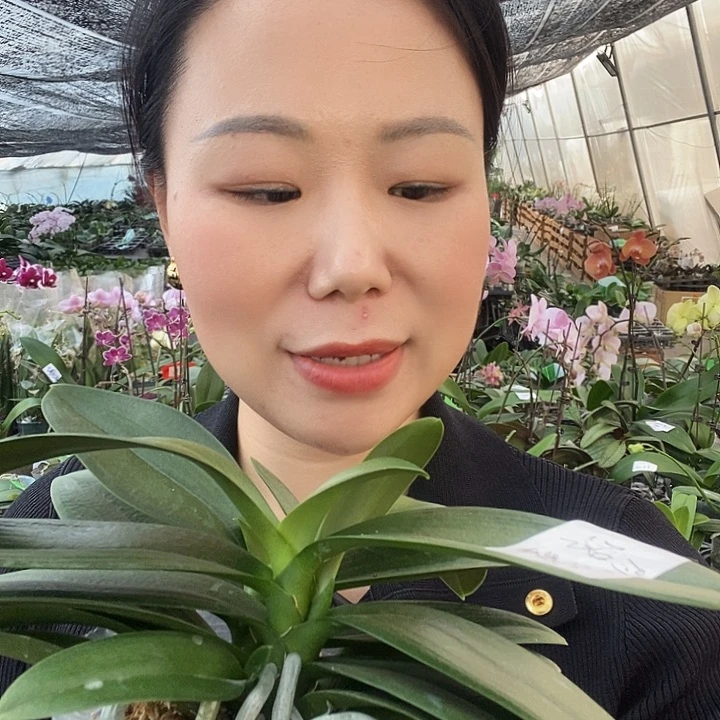 无花朵洛桑蝴蝶兰