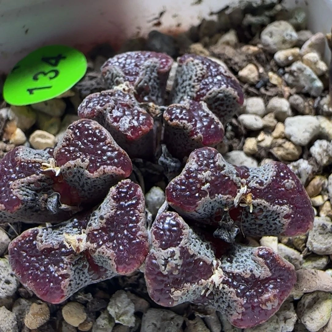 鱼子酱超碟群多肉植物134