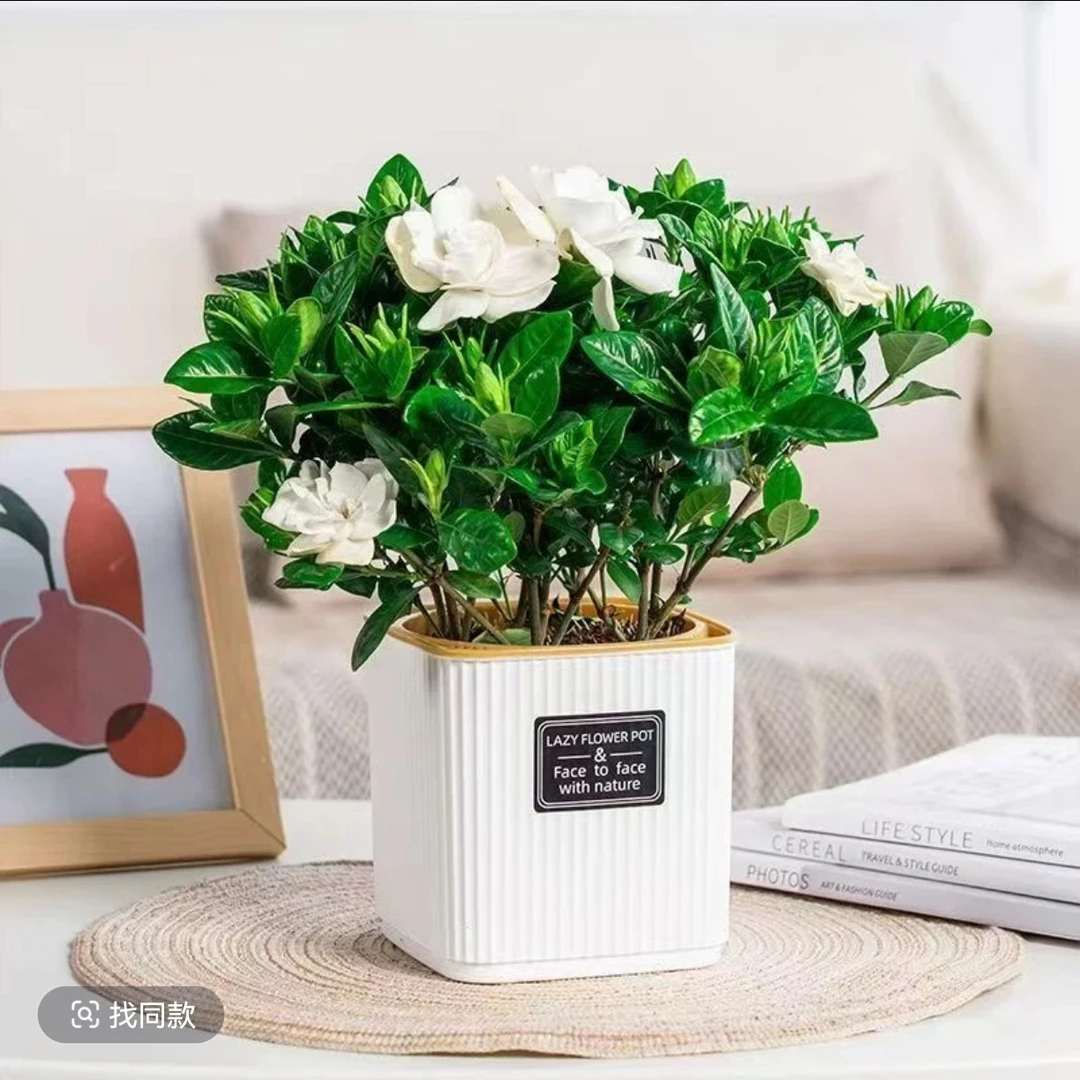 【带花苞】栀子花浓香型盆栽绿植花卉植物室内客厅阳台庭院四季好养