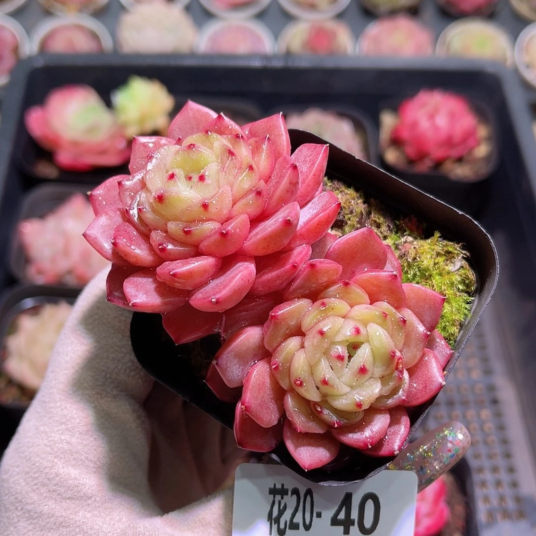 花利美20-40灵翠双头