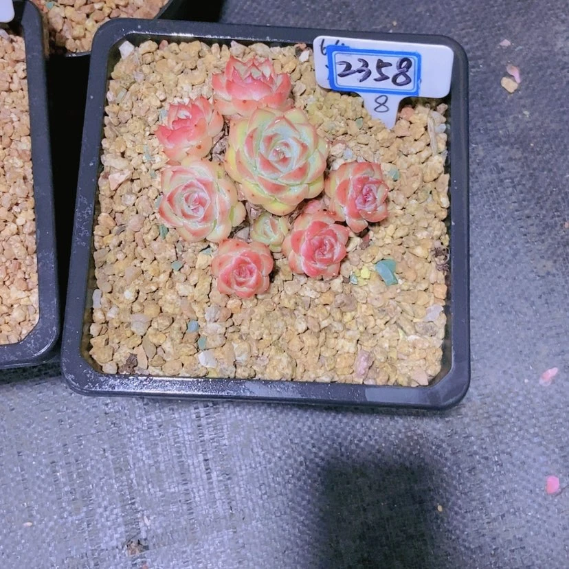 【闪购商品】❤****2358