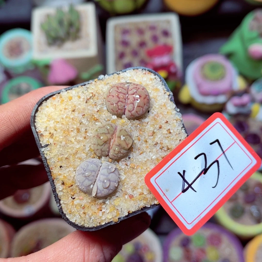 437生石花带盆发