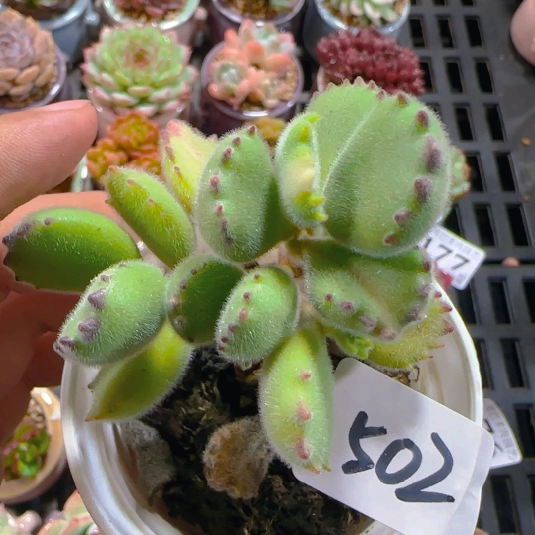 才***怪AM小尾巴5CM迷你拇指盆栽精控多肉502