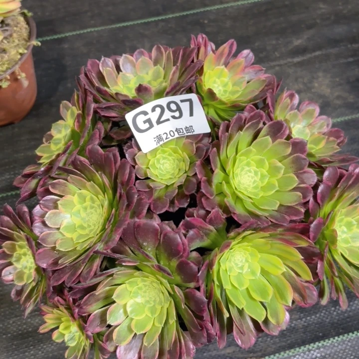 瑞妈多肉园艺297