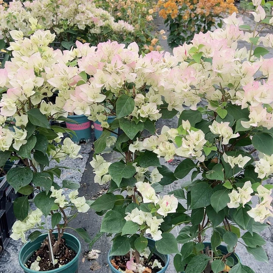 大部分花苞少量开放绿樱带竹一棵