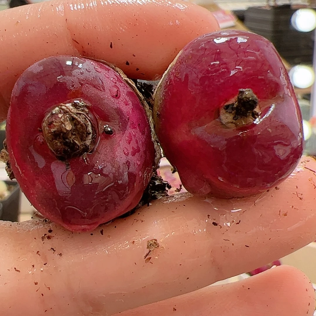 【闪购商品】83 车厘子x2