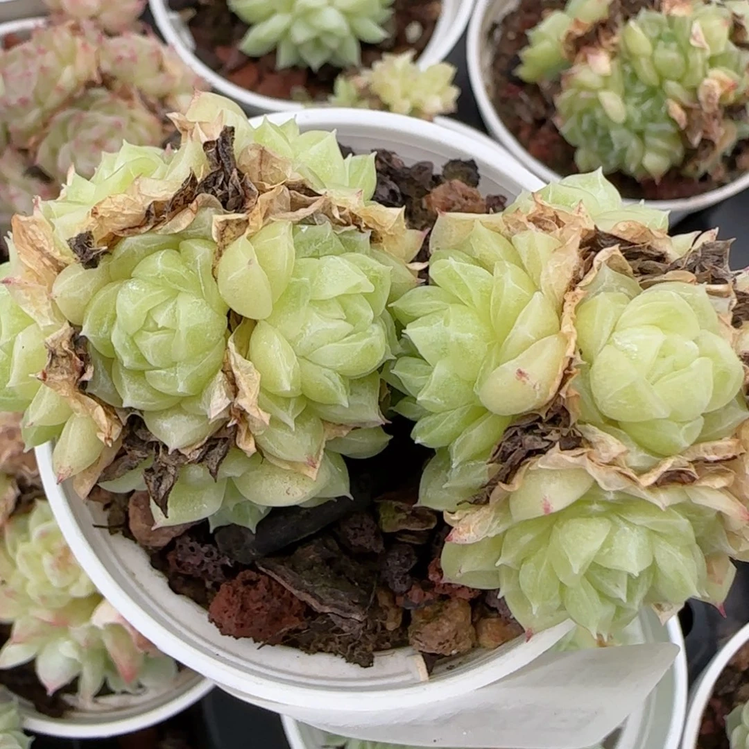 狗***板花语逸镜1025-306散