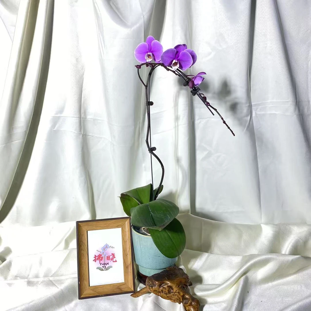 拂晓蝴蝶兰（赛冰冰带花带花苞）开花珠发货
