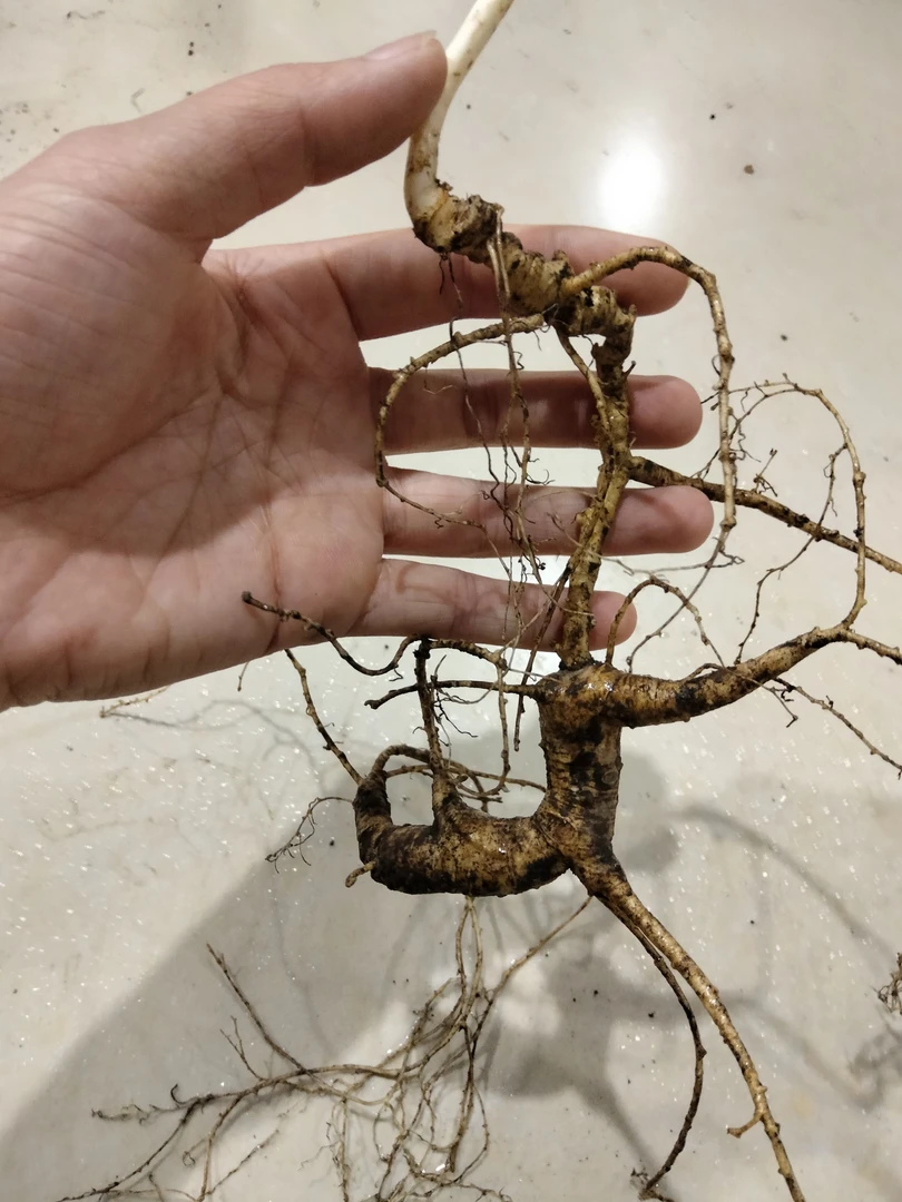 新鲜林下参煲汤泡酒煮茶滋补佳品（改价链接）