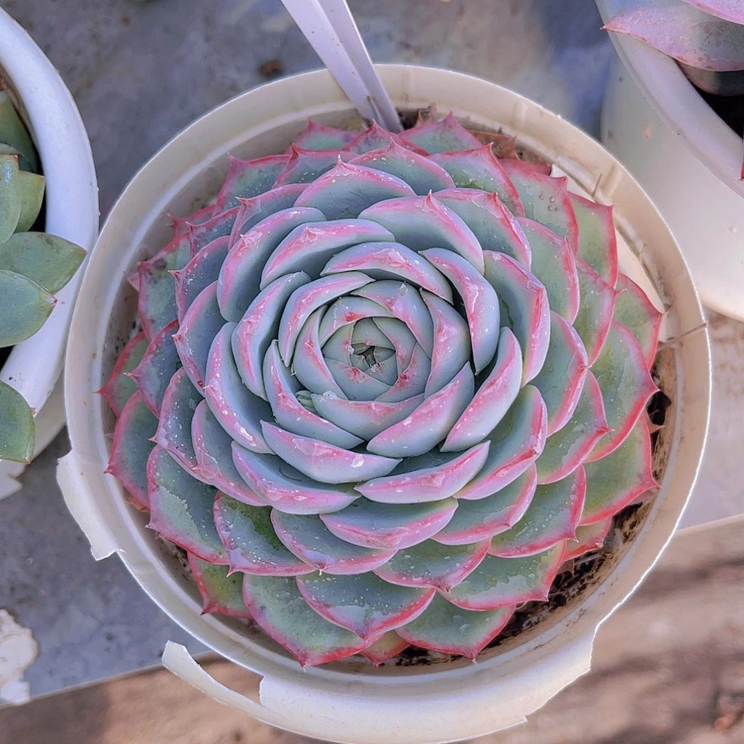 ***y0000000000000000382