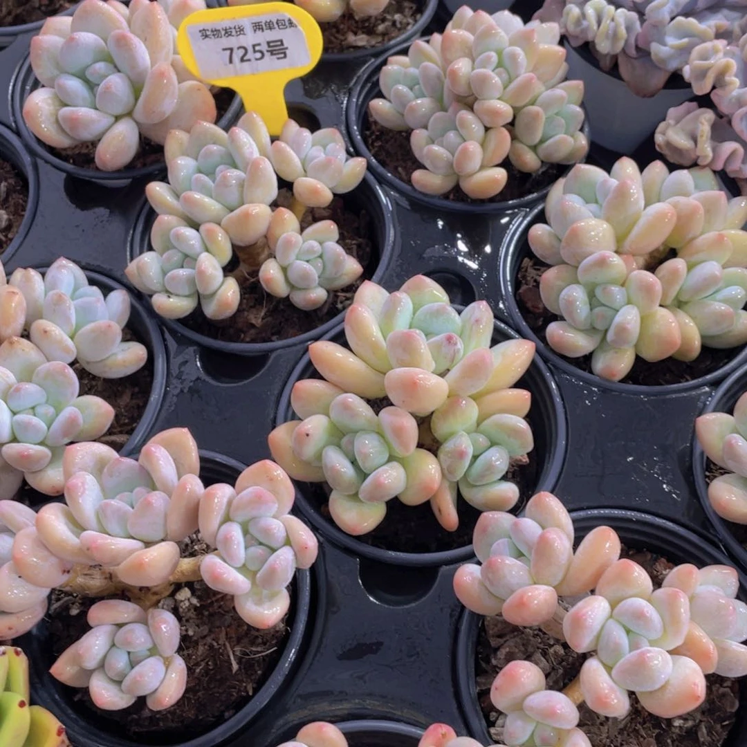 725号 老桩奶油香水多头群一个