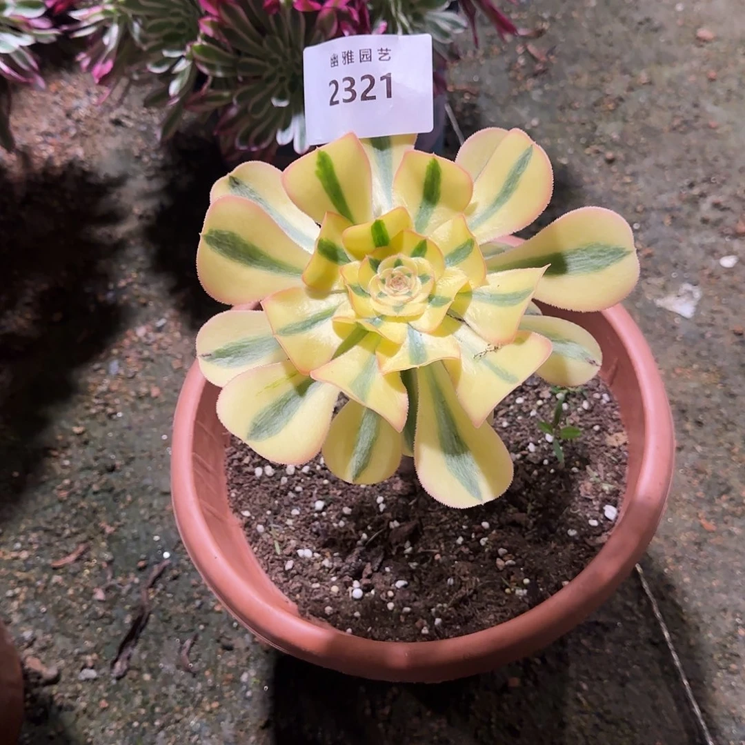 多肉植物王妃2321