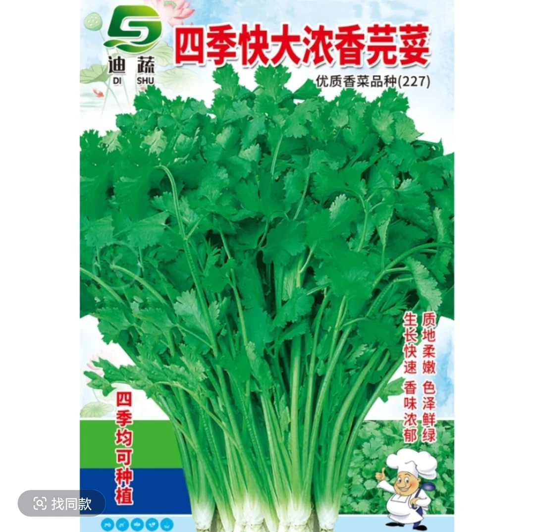香菜种子227*四季快大浓香芫荽香菜种籽（适合大面积种植高产）