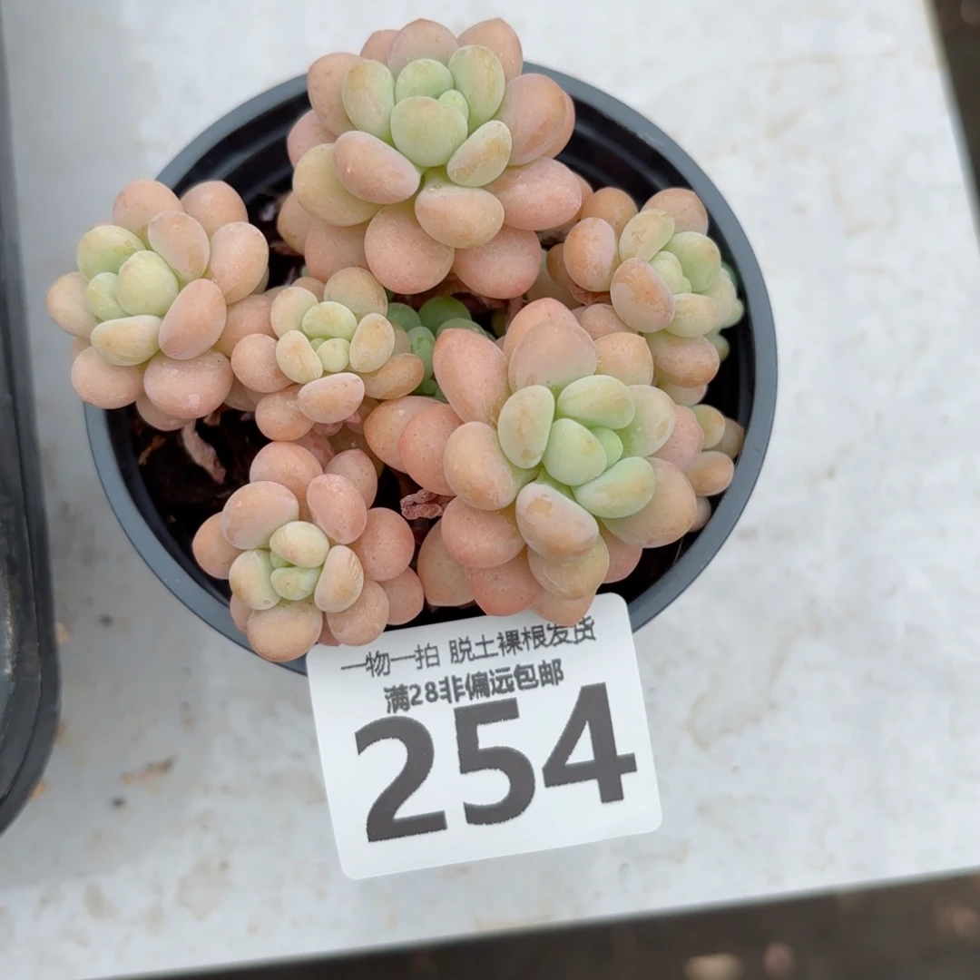 韩系洛可可老桩无盆土发货