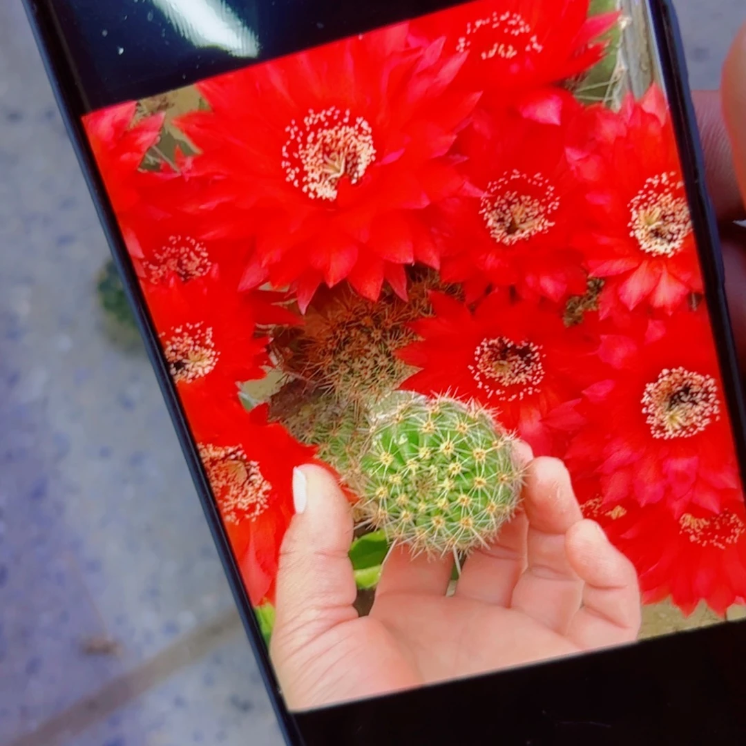 下86彩草45 歪无根侧芽5公分左右20包邮