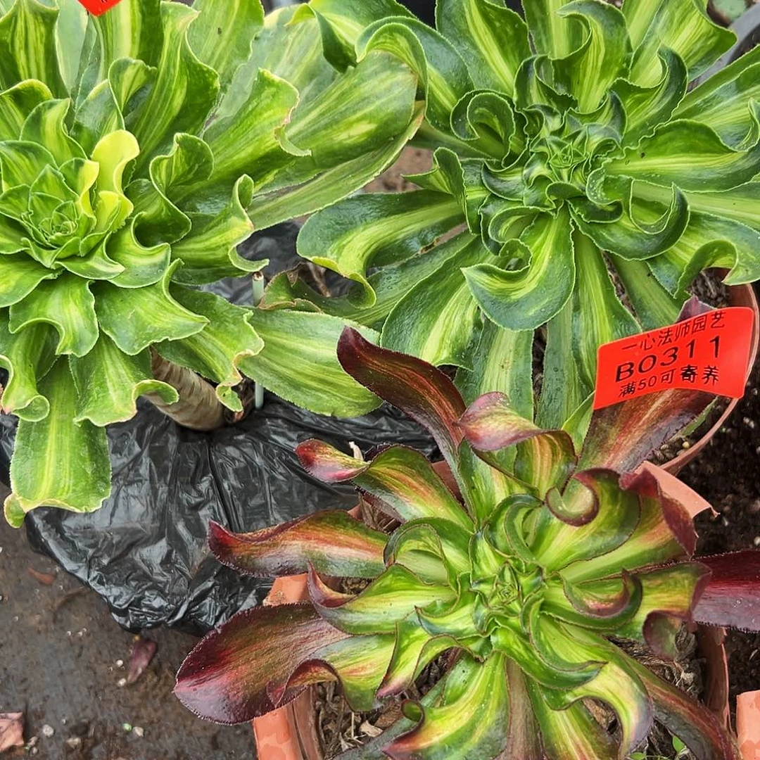 翥***翥311-309-310三颗、多肉植物