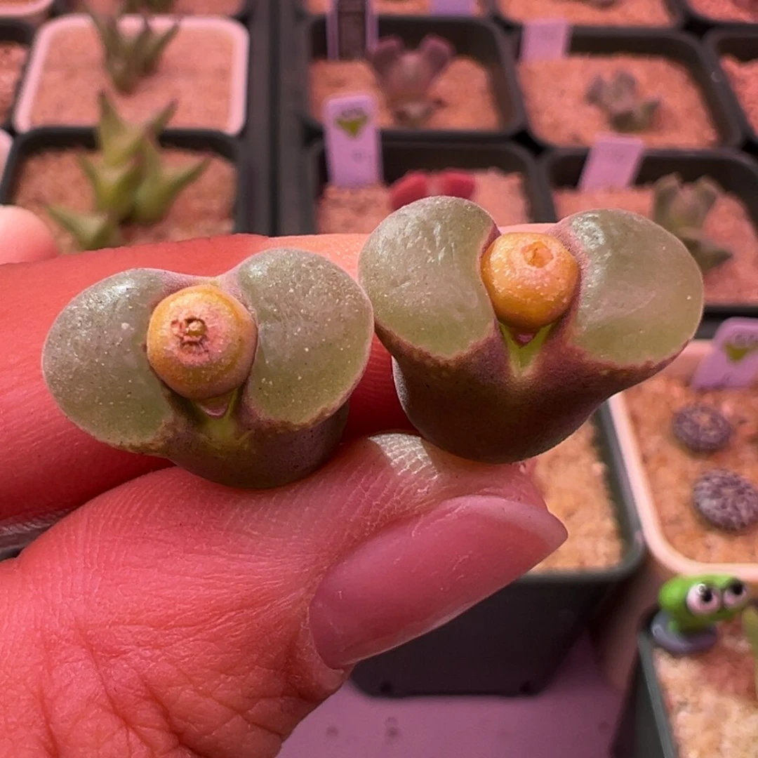 320。编号丢失风铃