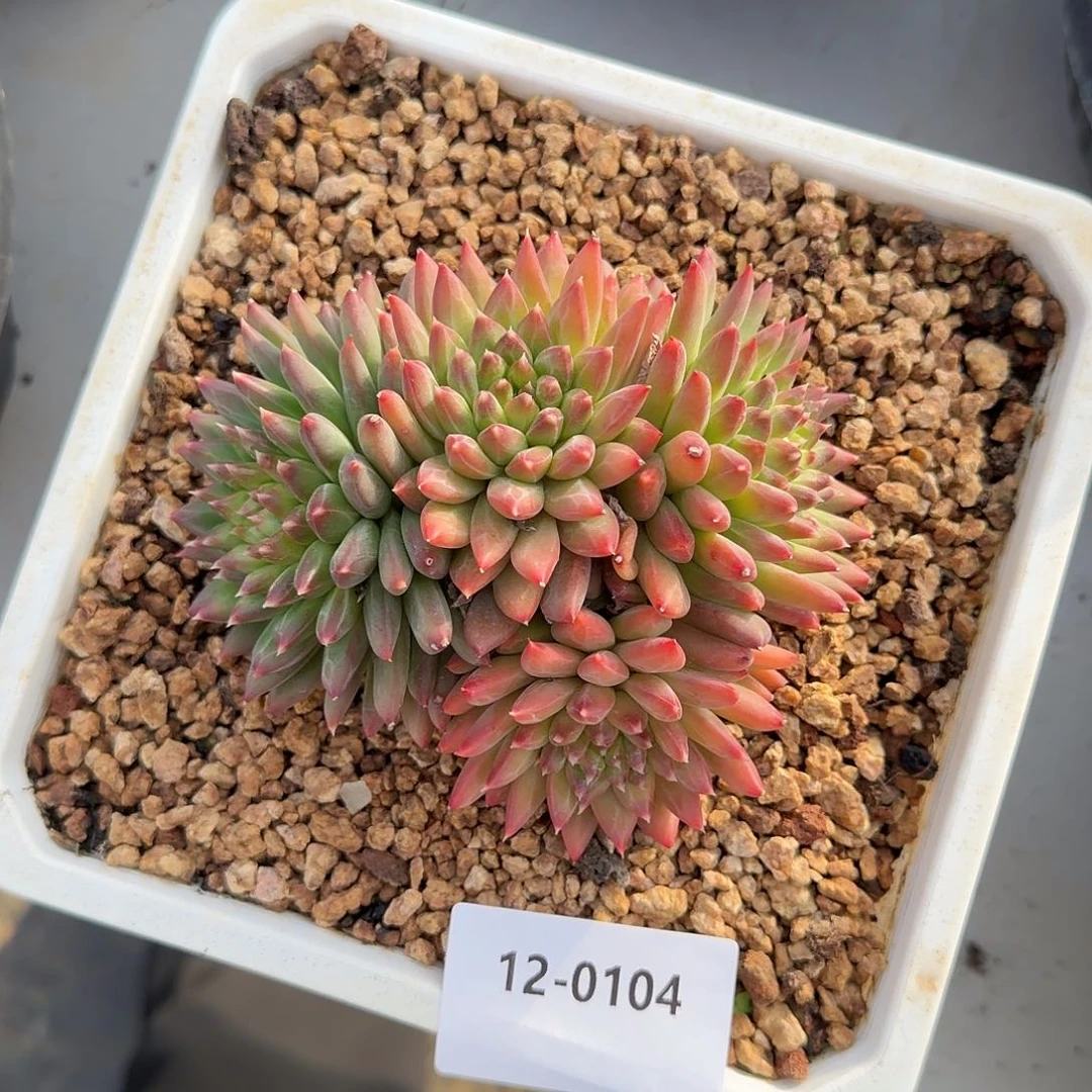 0104毕加索美人多肉植物