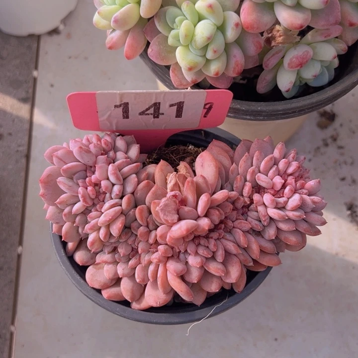 健健康康平平安安