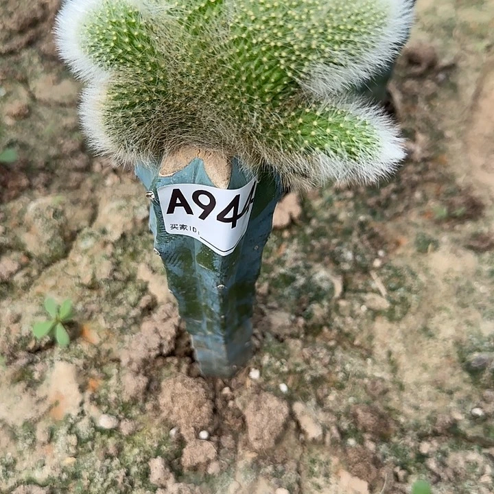 福***诺无花朵嫁接九尾狐缀944