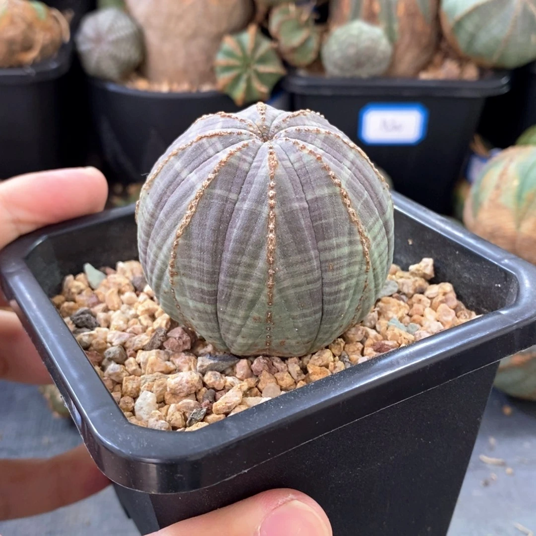 38 欧系实生布纹球多肉植物