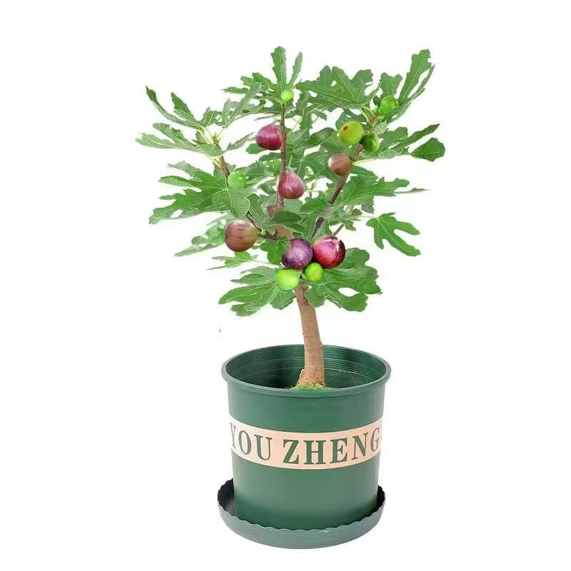 盆栽地栽南北方均可种植无花果树苗