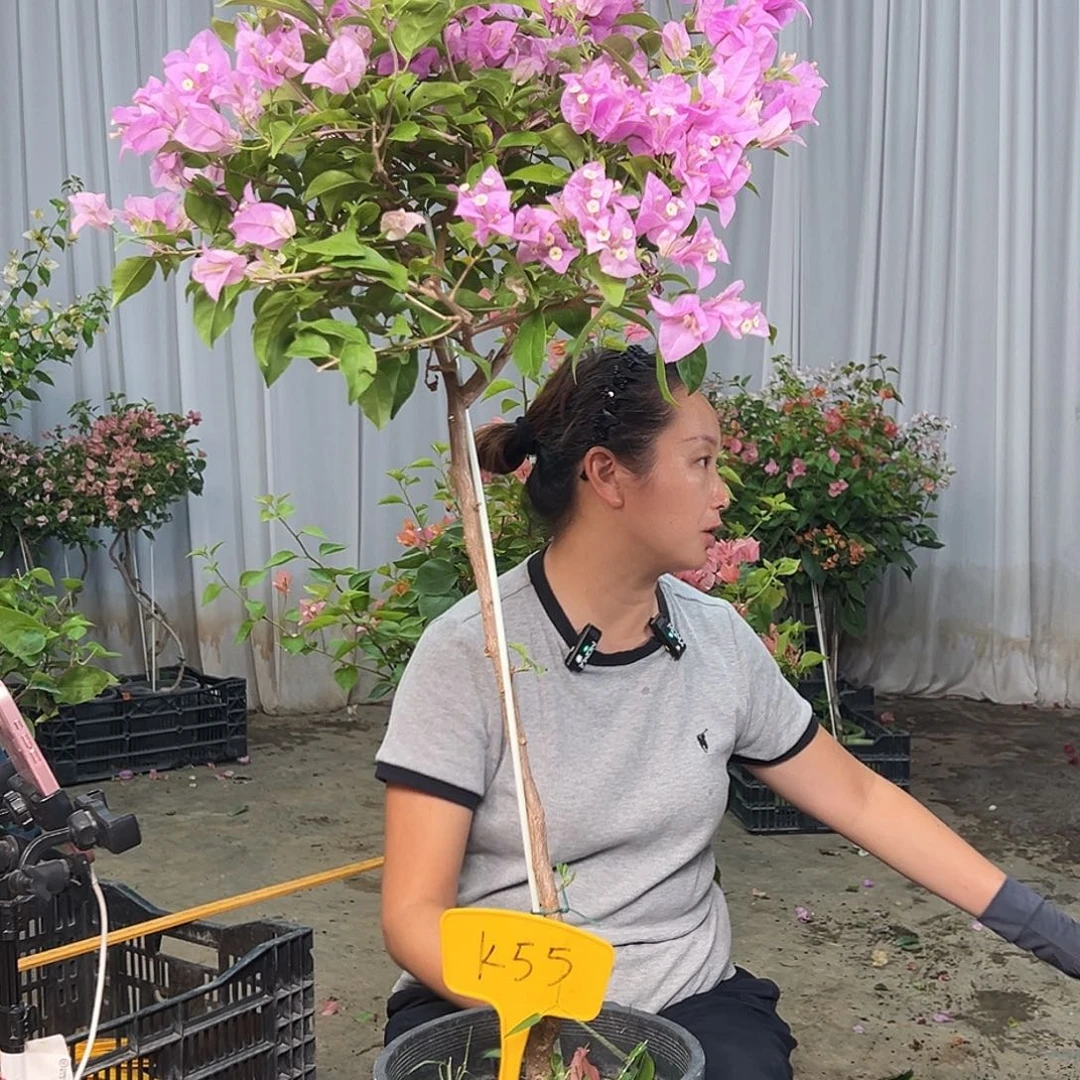 @***颜当前无花栽培后可以开花K55巴西紫