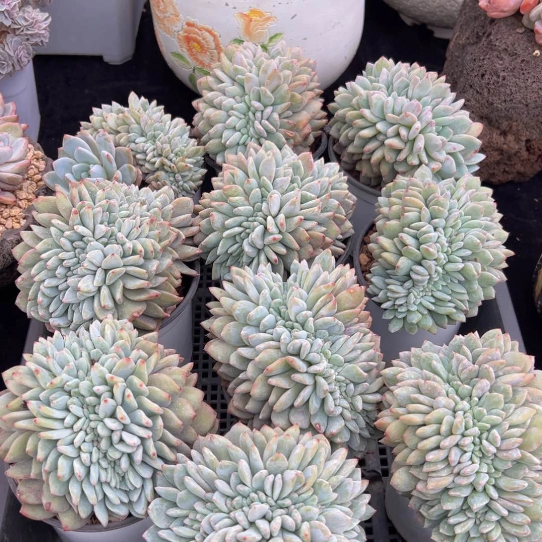 新年快乐 新年快乐