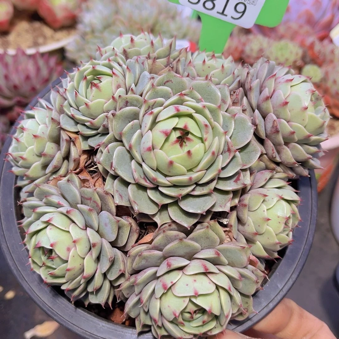 3819笨吧多肉植物