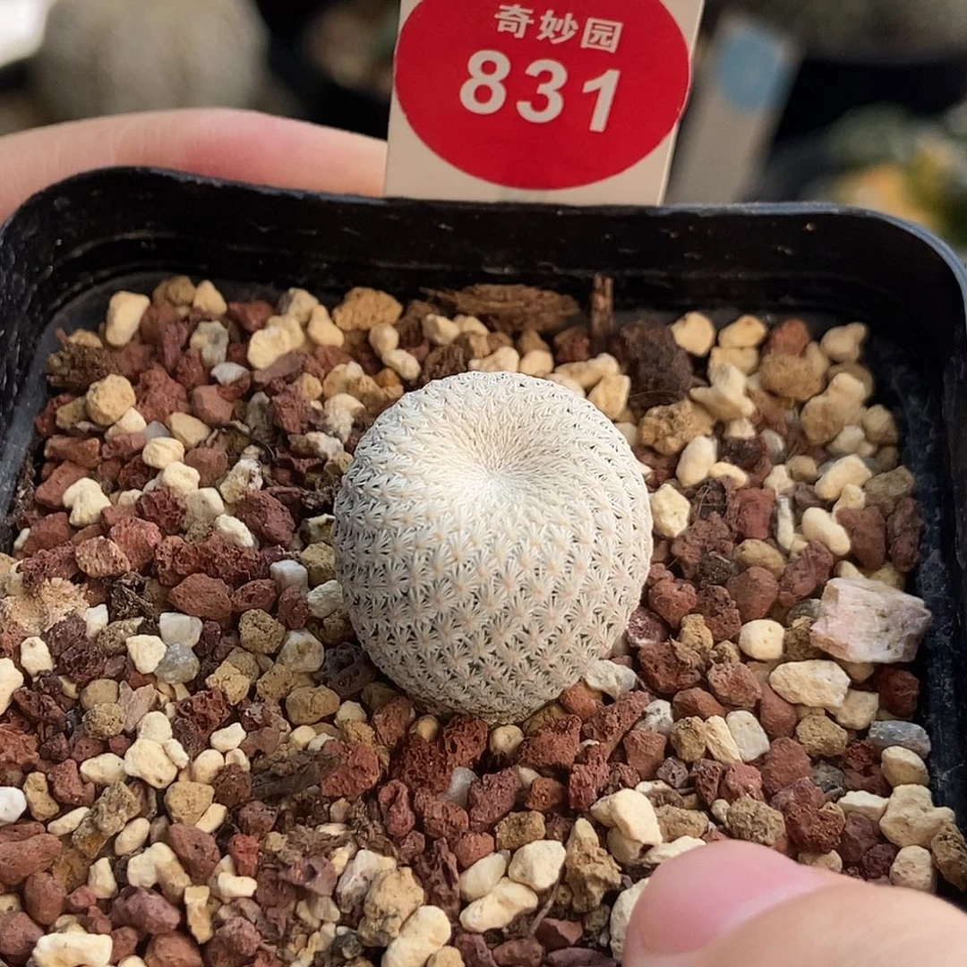 实生特白小人帽1.9cm