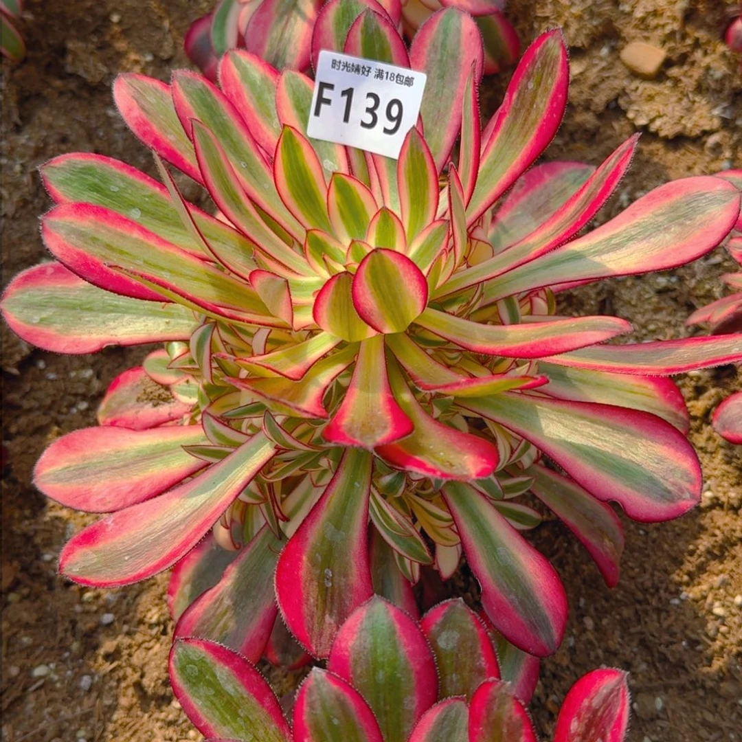 139香奈儿多肉植物