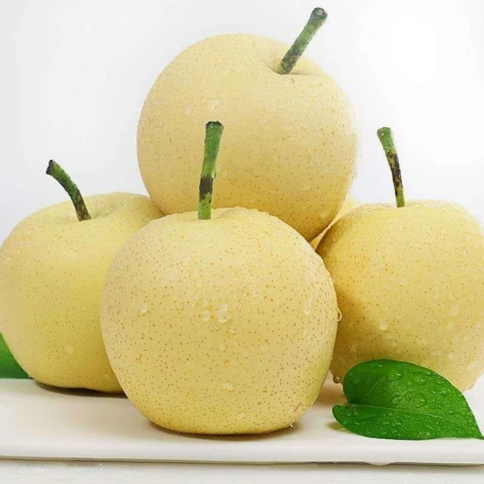 （中通发货）正宗南阳博望黄金梨2025新季水果