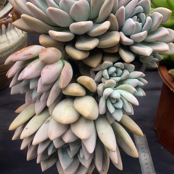 夏悦多肉0118-19奥普