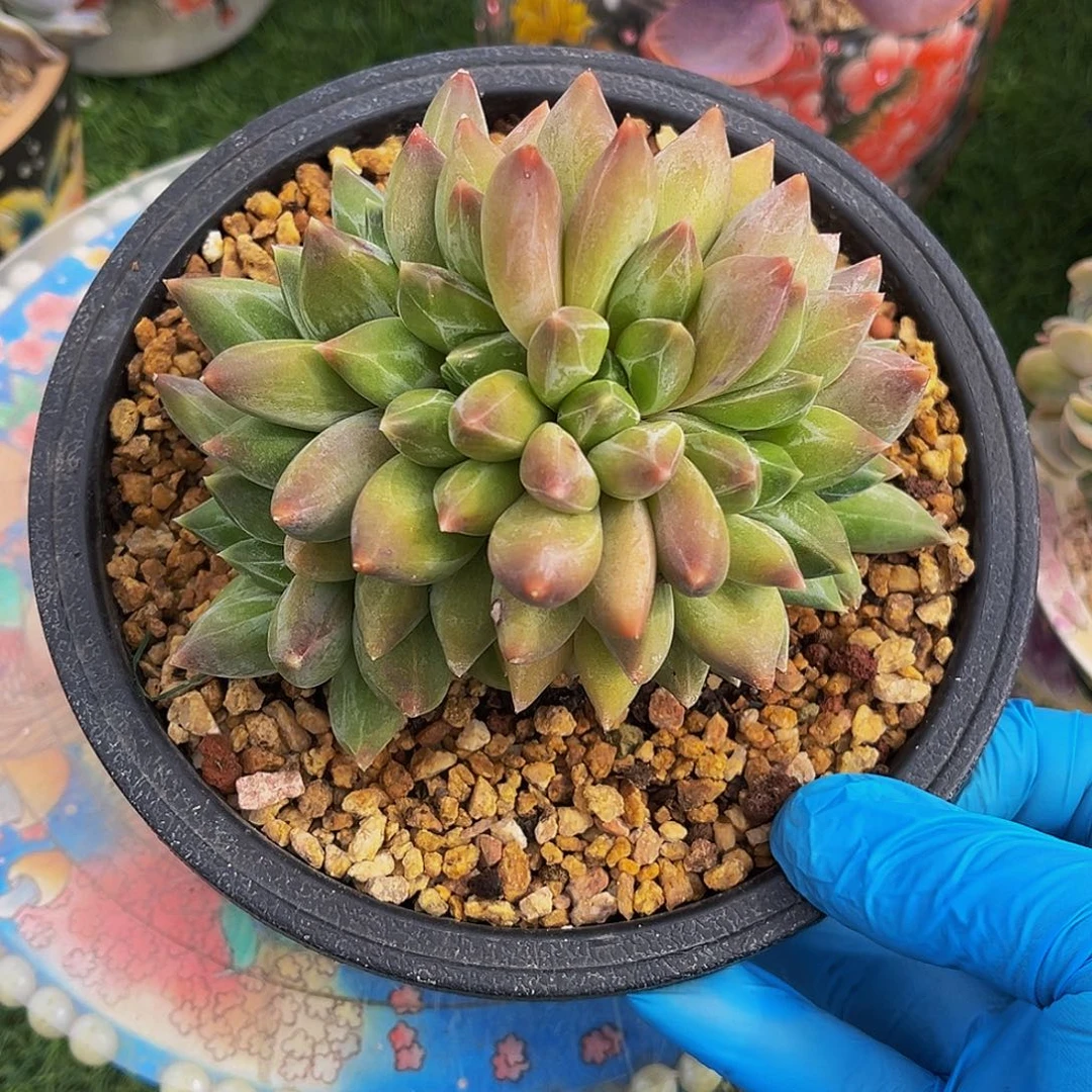 重楼朵朵缀一物一拍