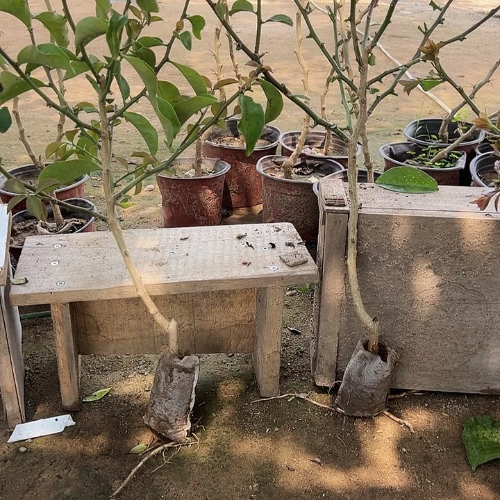 40多公分树型叶仙两颗编号67