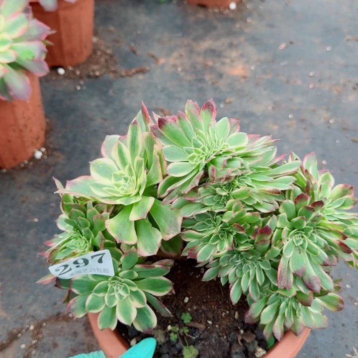 297海王缀化多肉植物满28包邮