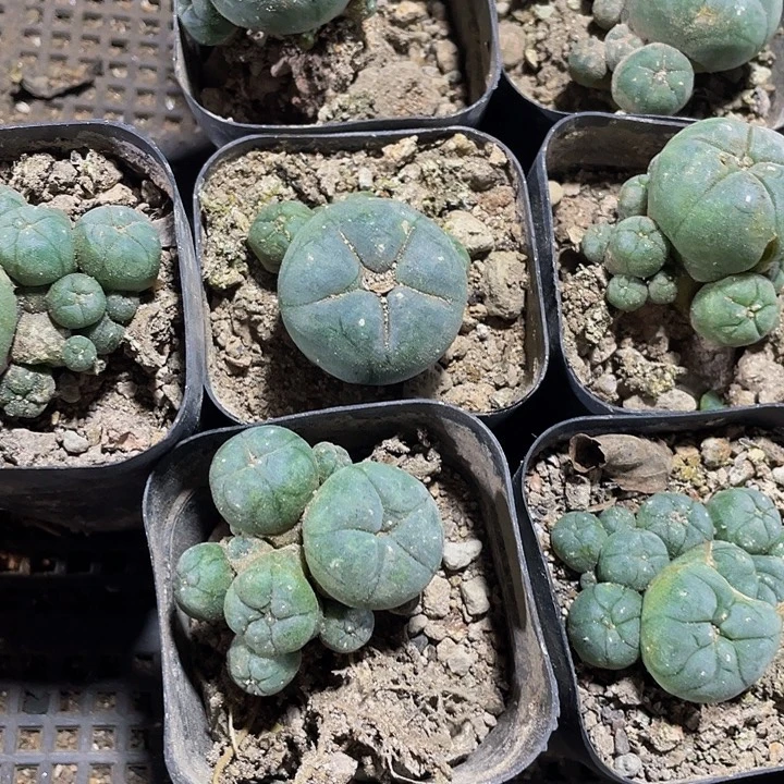 大鱼群带盆土发货