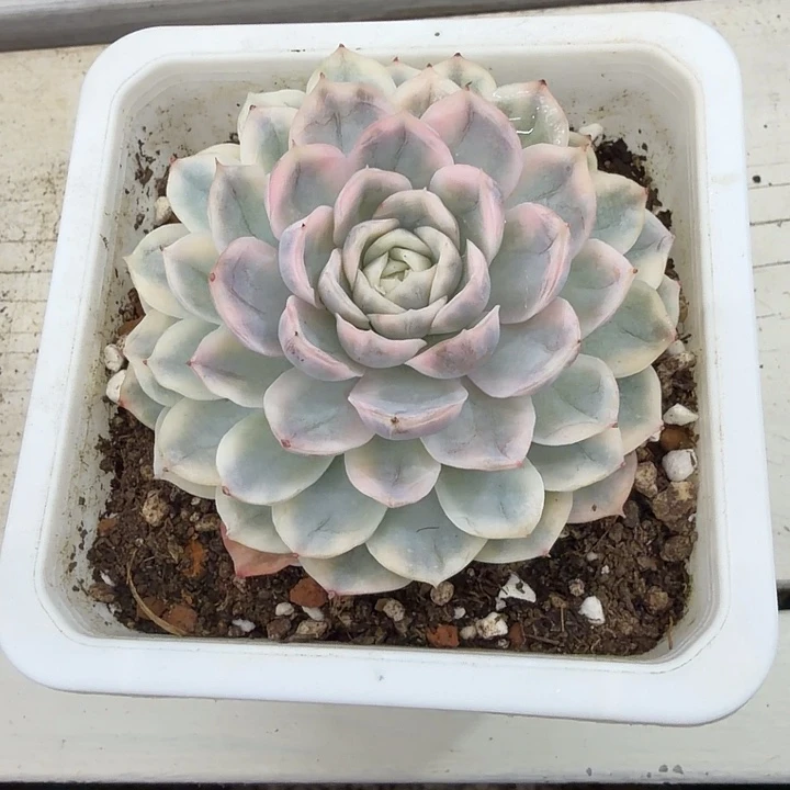 雪球锦多肉38包邮