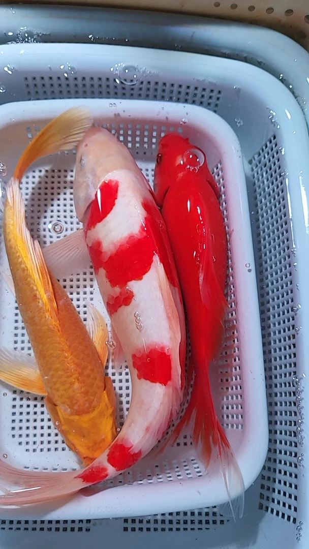 28号【黄金红白锦鲤红金15-17公分】冷水观赏鱼 包邮