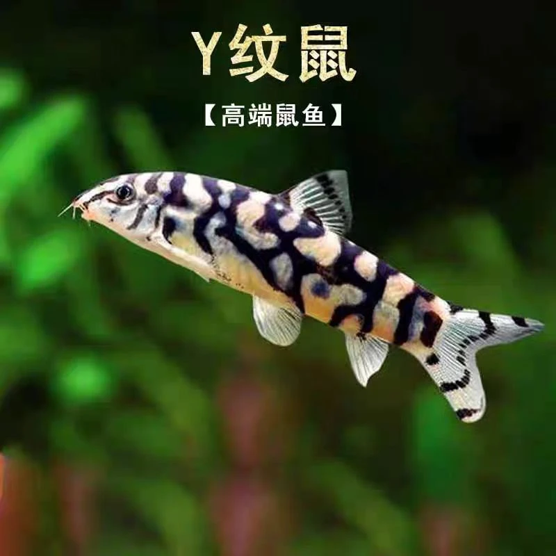 Y字鼠翻砂工具鱼4cm左右 两条装