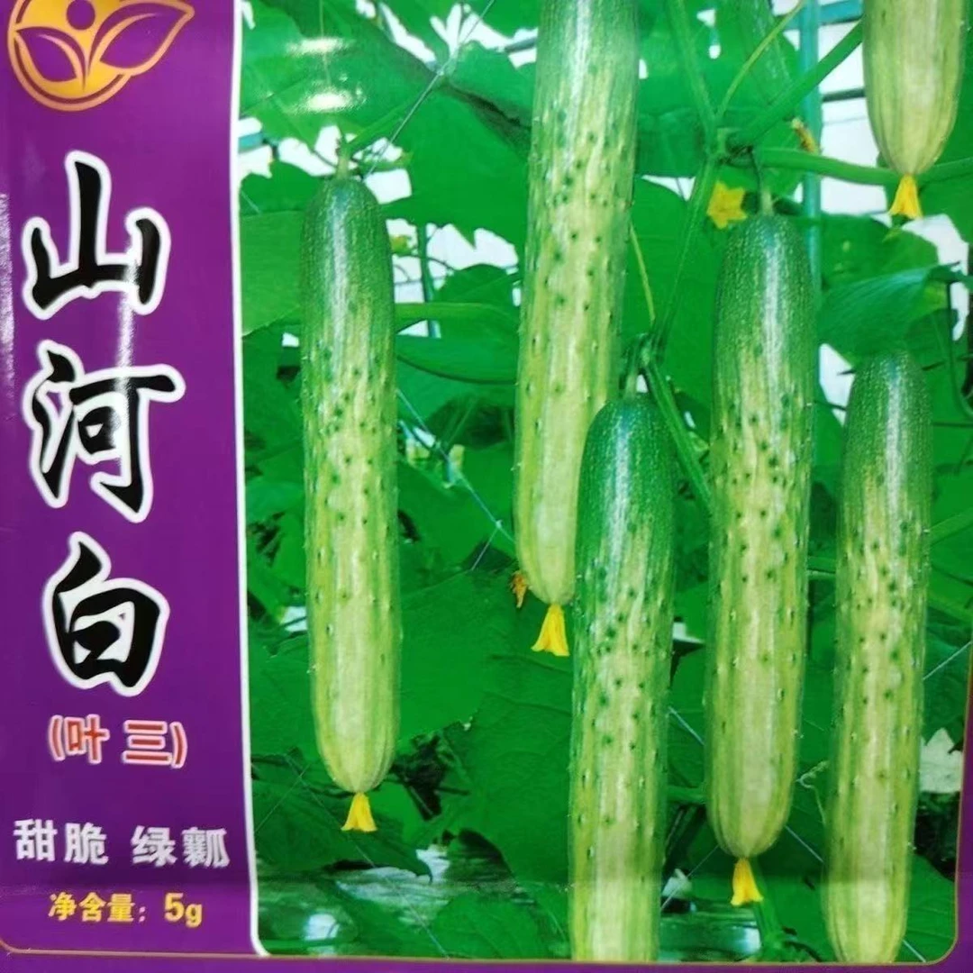 【山河白黄瓜种子】春季新品种阳台小院菜园种植脆甜水果黄瓜